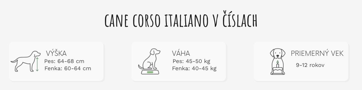 Cane Corso – základné informácie o plemene
